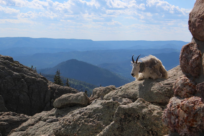 Wildlife at the Harney Peak Fire Tower.