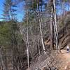 Abrams Creek Trail.