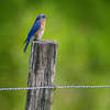 Bluebird along the trail.