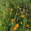 Wildflowers bloom in the spring.  California Poppies are seen here.