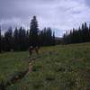 The Bacon Rind Creek Trail leaves Yellowstone and climbs through fields of wildflowers up the south side of Red Mountain.