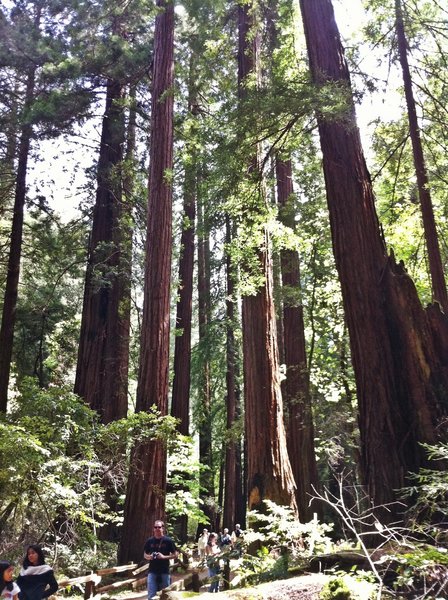 Massive redwoods can be seen along the Redwood Creek Trail.