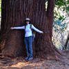 Measuring the massive redwoods along the trail!