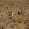 Wild horses join us in the wash between canyons.