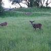 Deer feed in the meadows in the evening.