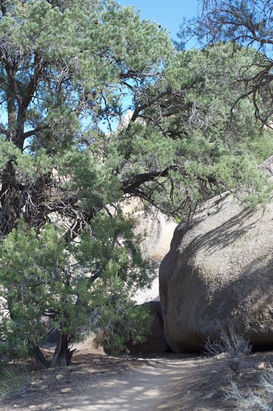 A large tree, a rarity in the desert, provides shade for rest at this point.