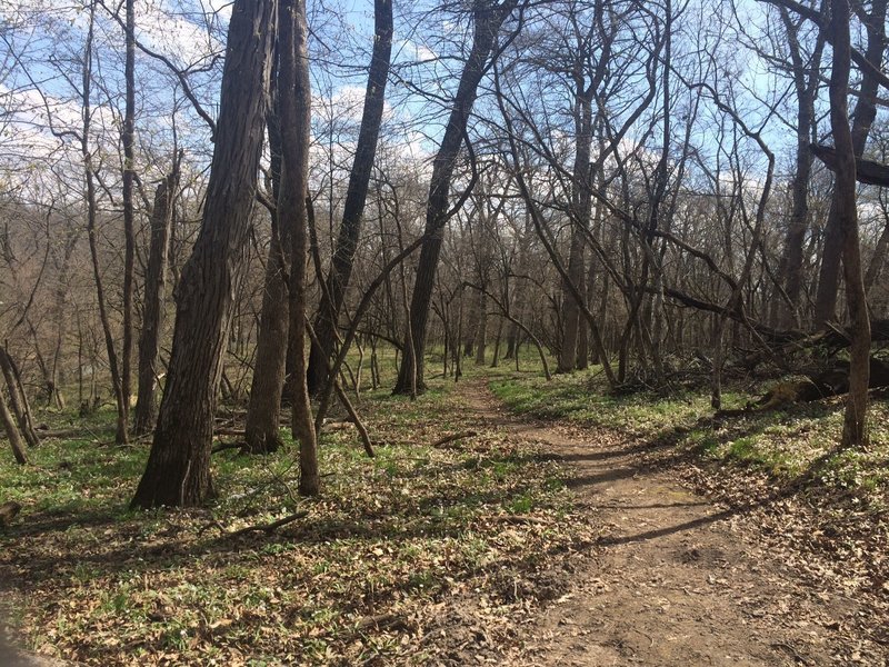 Smooth trail through the trees in Iowa!
