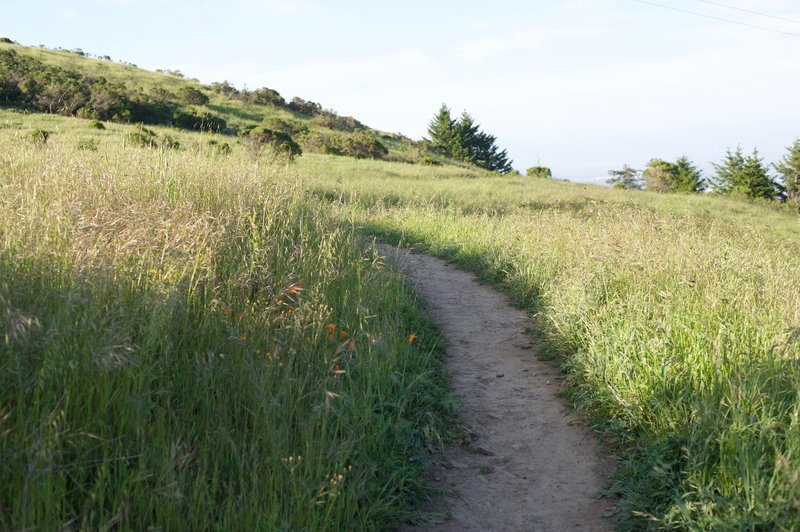 Flowers bloom in the tall grass as the trail makes its way to the Anniversary Trail.