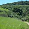 The trail as it hugs the hillsides.  Wildflowers bloom in the open spaces beside the trail.