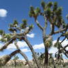 Fanfare of the Joshua Tree, just after passing the Petroglyphs
