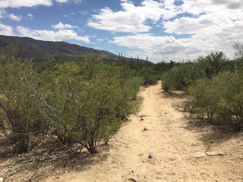 Lots of Creosote and sandy footing with the Horse and hiking traffic. Tanque Verde Ridge is in the distance.