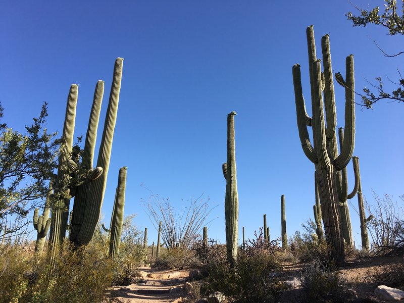 are dogs allowed in saguaro national park