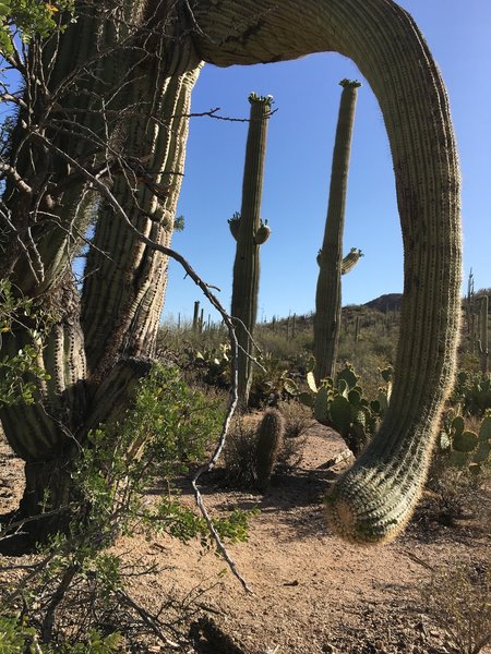 Many Saguaros, but little shade along the trail.