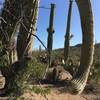 Many Saguaros, but little shade along the trail.