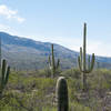 The giant Saguaro, seen right off trail.