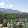 Engelmann prickly pear (Opuntia engelmanni) creates a desert "understory".