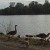 Spring means baby geese, turkeys, ducks, and deer.