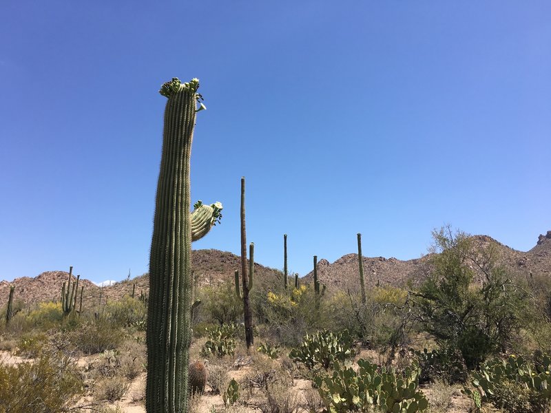 Photo taken in May as Saguaro Cacti are starting to bloom.