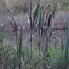 Cattails on Basset Creek Park Pond.