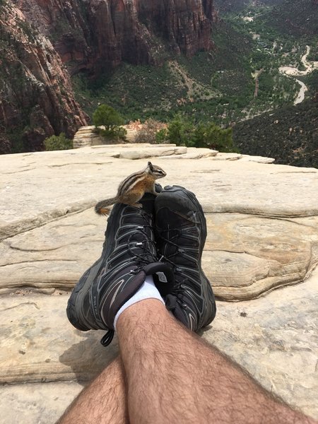 Chilling on Angels Landing with the Chipmunks.