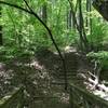 Over foot bridges and wooden steps among the spring green leaves.