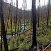 Fire ravaged the young forest along the East Fork of Specimen Creek.