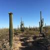 Saguaros starting to bloom in the first week in May along the Cactus Wren Trail.