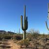 Beautiful saguaros, but they don't offer much shade. Carry plenty of water, wear a hat, and wear sunscreen.