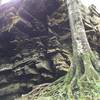 An impressive root system at the bottom of the cliffs.