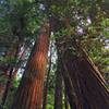 Big trees are great all over in Muir Woods.