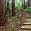 Muir Woods Canopy View Trail