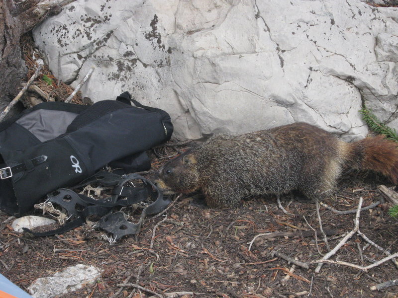 Marmot eating everything at Marion Lake.