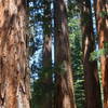 Sequoias, Mariposa Grove.