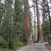 Towering trees in Mariposa Grove.