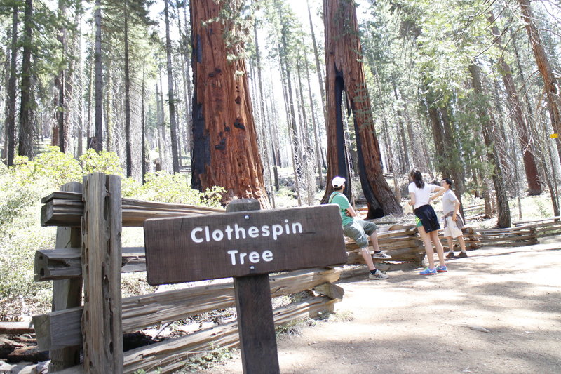 Admiring the Clothespin sequoia tree.