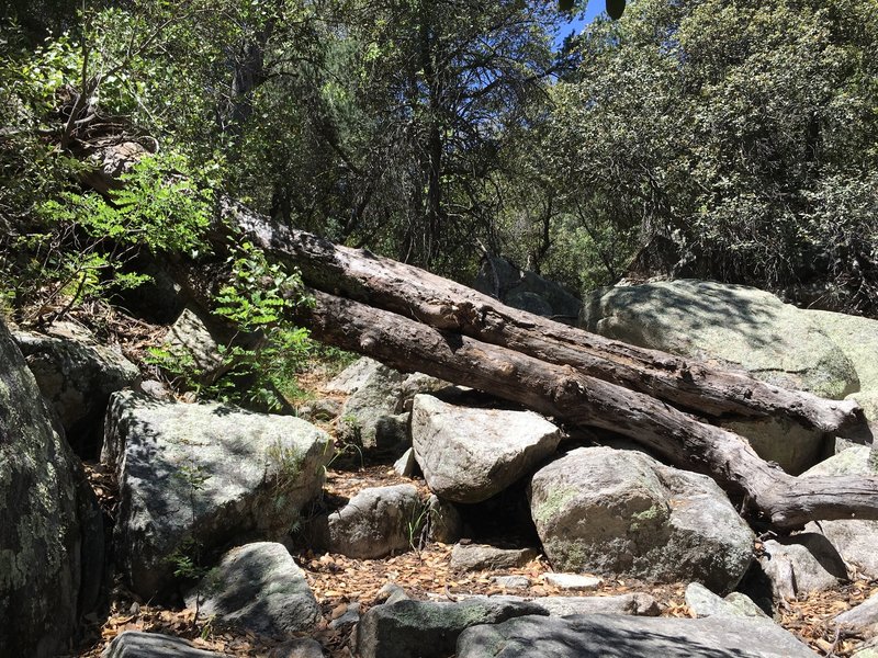 Downed tree resting on rocks along Miller Creek trail.