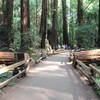 The path into Muir Woods.