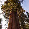 A giant in the Mariposa Grove.