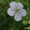 Meadow wildflowers
