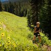 July Aspen Sunflowers in meadow along Wild Cat Creek, during the annual Grin & Bear It trail run.