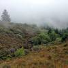 Mount Tamalpais-  Matt Davis Trail fog