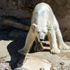 Lee the polar bear about to jump into the pool.