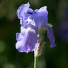 Small Iris blooming in the sun.