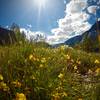 Hetch Hetchy wildflowers.