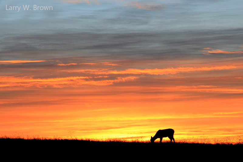 A whitetail deer grazing in Big Meadows at sunrise.