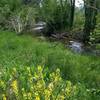 Spring wildflowers along South Boulder Creek.