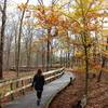 On the boardwalk through the trees.