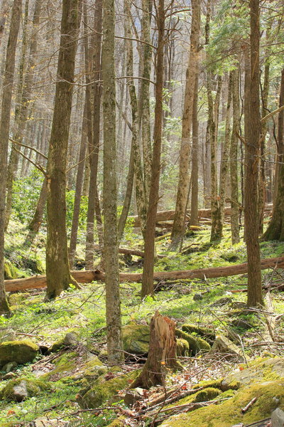 Cove Hardwood Nature trail in a section of younger trees.