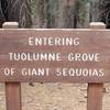The sign indicating that you are entering the grove and Giant Sequoias are about to come into view.