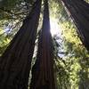 Among the redwood giants.